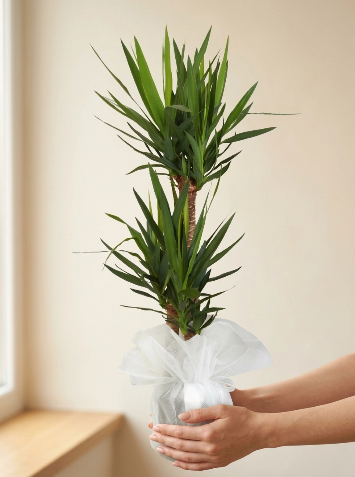 3'lü Yucca Çiçeği