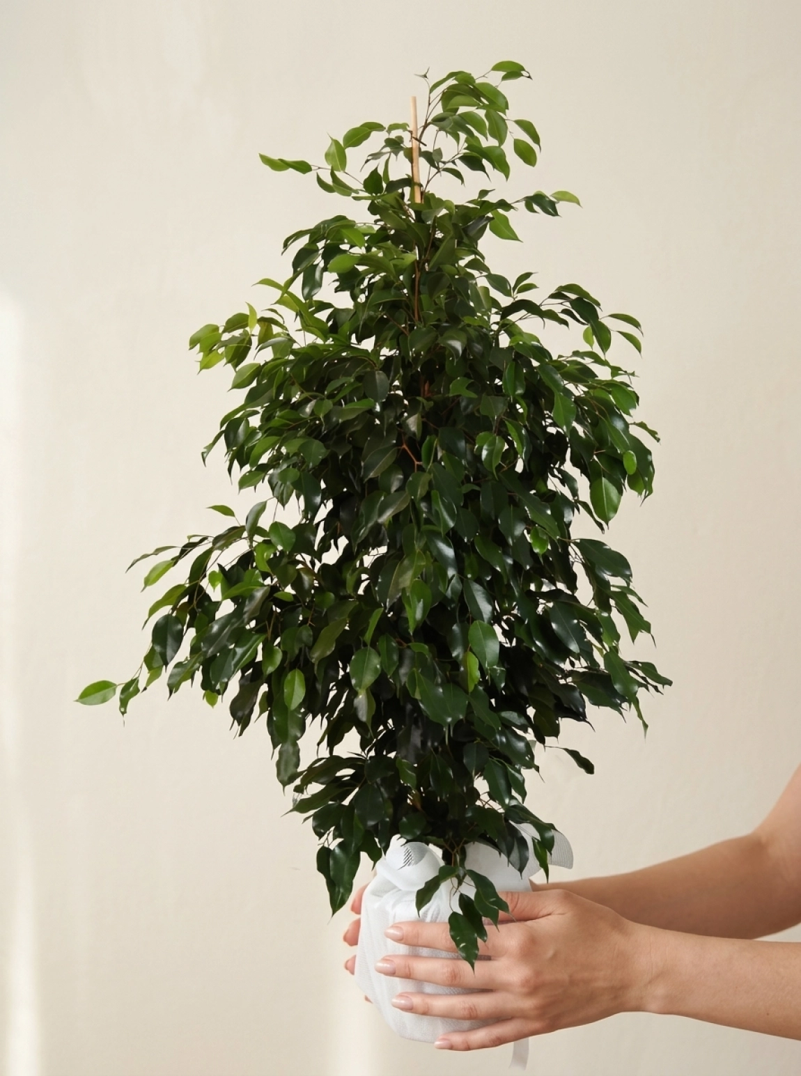 Büyük Boy Ficus Benjamin