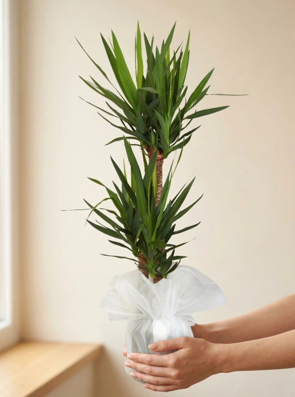 3'lü Yucca Çiçeği